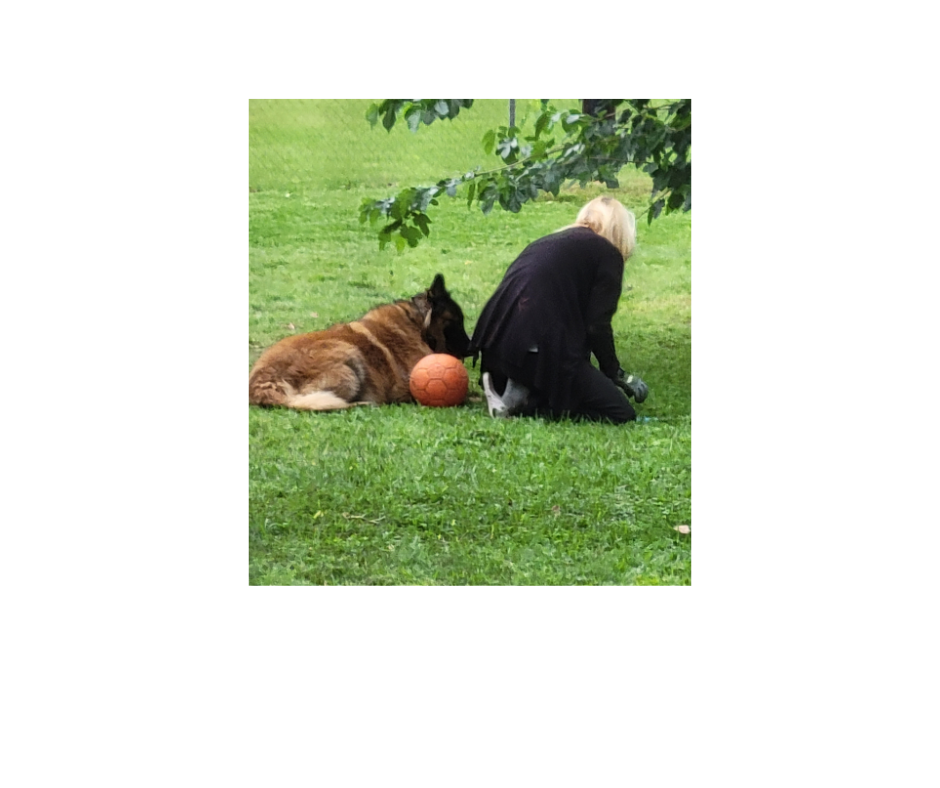 Finding Respite in the Midst of Grief: A Wife's Journey; a young attractive woman with blonde hair, the author of permission2grieve sitting outside, weeding her lawn, with her Belgian Malinois who is also waiting to have his orange ball thrown.